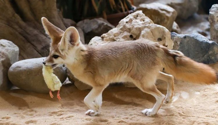 Fennec Loadout