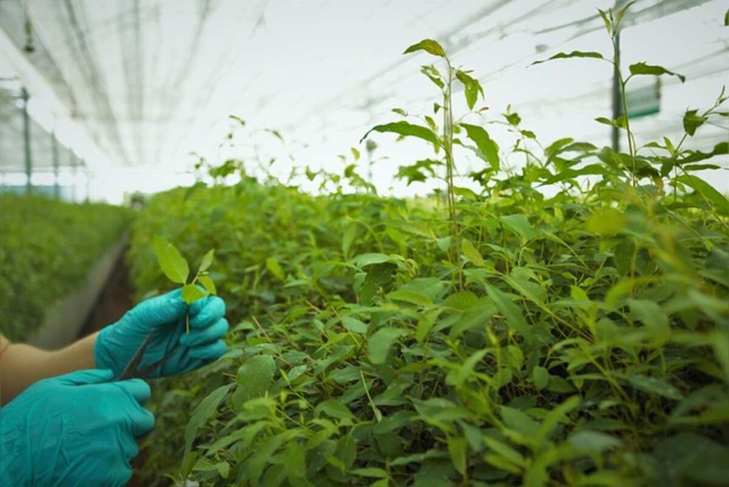 Plant Jobs