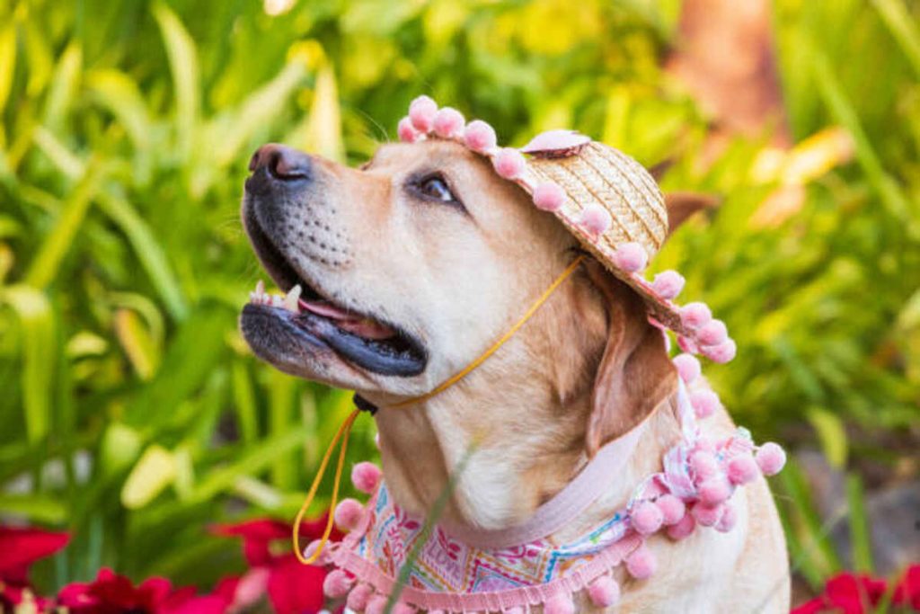 Elevate Your Dog's Fashion Game With a Flower Dog Collar