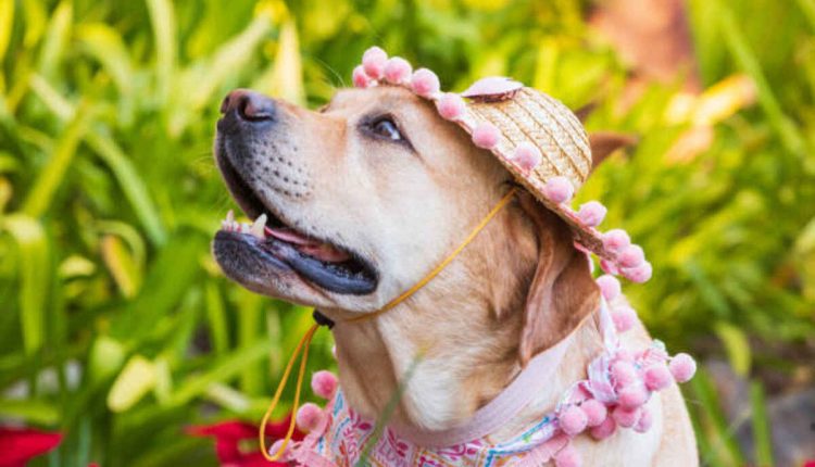 Elevate Your Dog's Fashion Game With a Flower Dog Collar