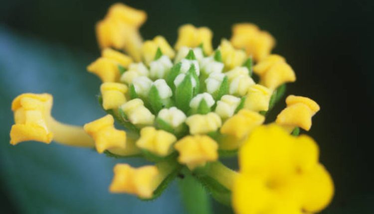 Flower Ava - Frayla 'Mileva'
