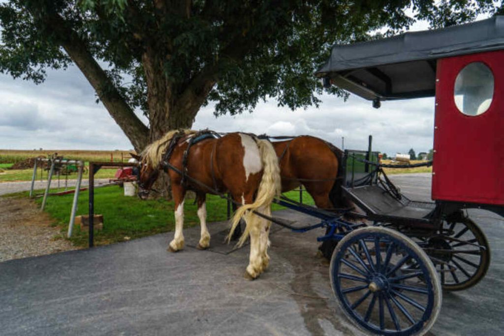 Discover Horse Back Riding Near Me in New York