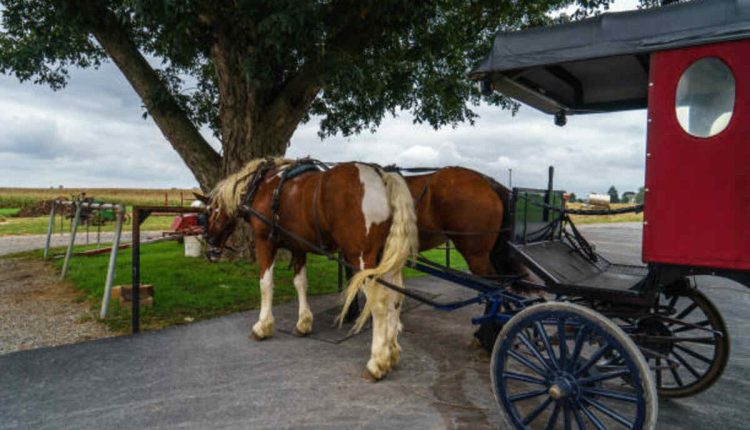 Discover Horse Back Riding Near Me in New York