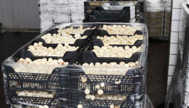 Food For Soft Matrix