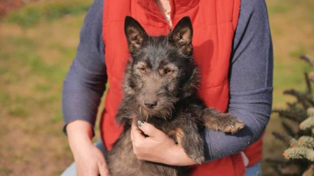 Adopting a Cairn Terrier