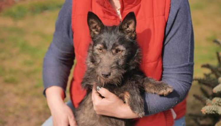 Adopting a Cairn Terrier