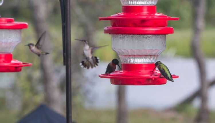 Attract Hummingbirds to Your Garden With a Solar Hummingbird Feeder