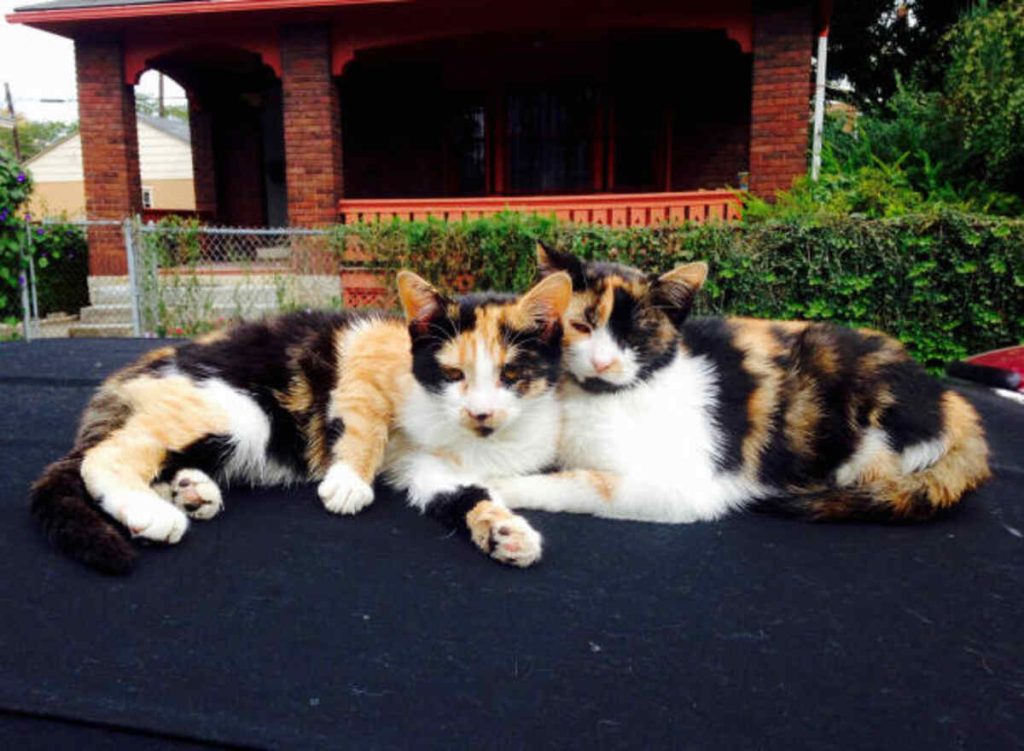 Columbus Ohio Pets Craigslist