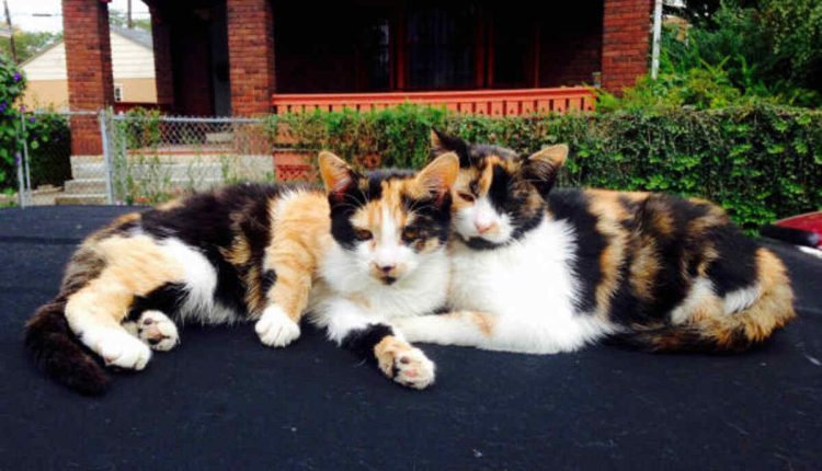 Columbus Ohio Pets Craigslist