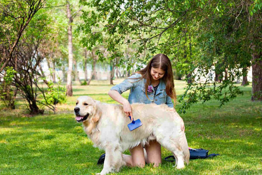 Natural Remedies For Ardex Pet Control