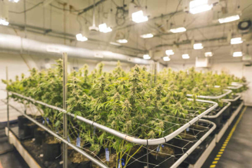 Using Kodo Pro Yocan Efficiently