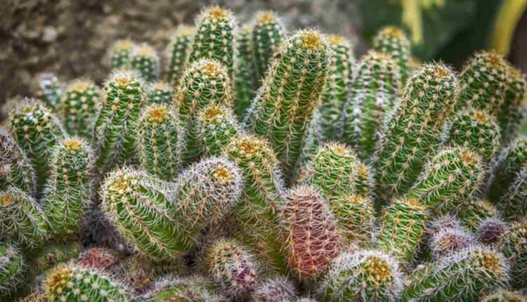 Peyote Cactus History and Traditional Uses